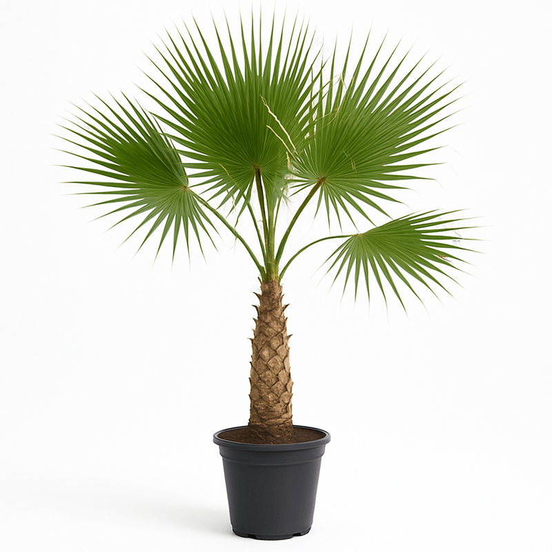 Palma Washingtonia
