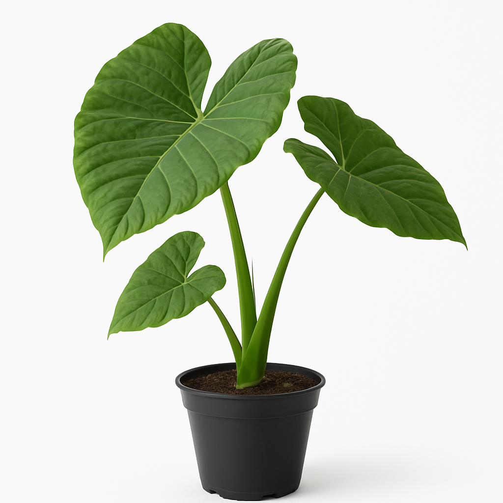 Hoja elegante