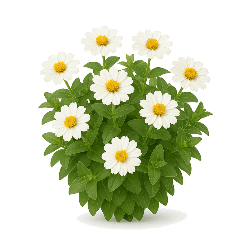 Margarita Costera